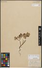 Foto von Salix reticulata L. x Salix waldsteiniana Willd.